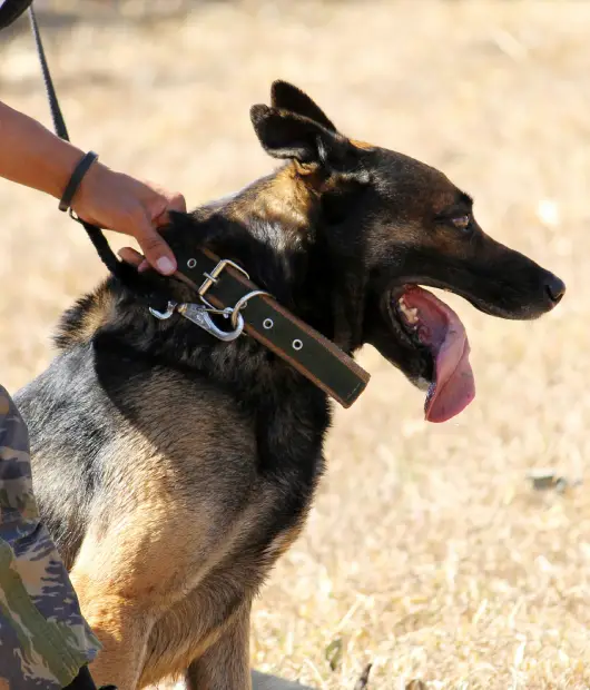empresa de seguridad privada con perros