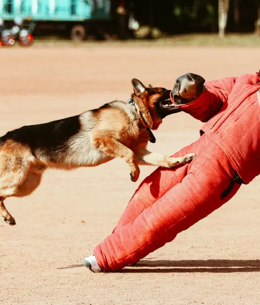 guardias de seguridad con perro