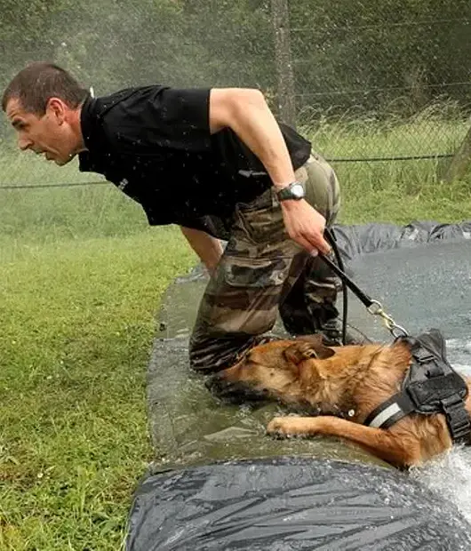 seguridad con perros